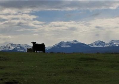 Dramatic - Cattle & Mountains