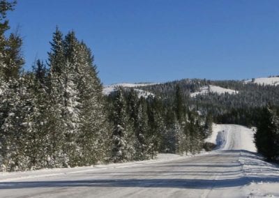 Roads - Around Snow Covered Trees