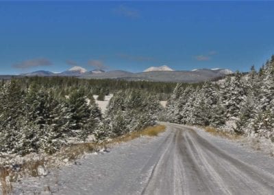Roads - Road with Snowy Vegetation
