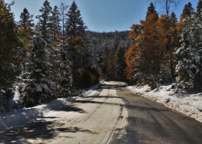 Roads - Highway Dense Trees