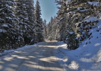 Roads - In Between Snowy Trees